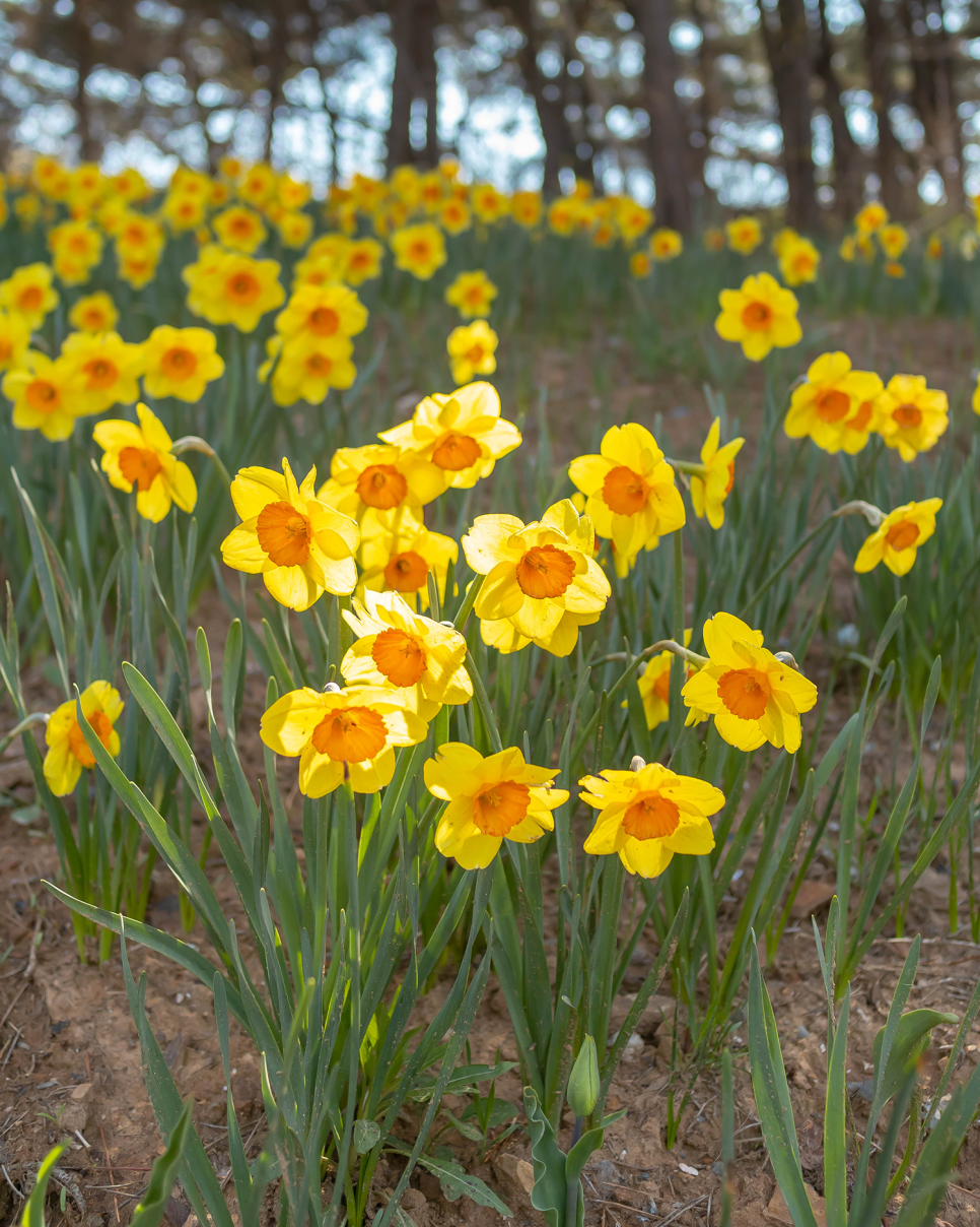 태안 가볼만한곳 태안튤립축제 4월 꽃구경 안면도 태안세계튤립꽃박람회 미리 예약!