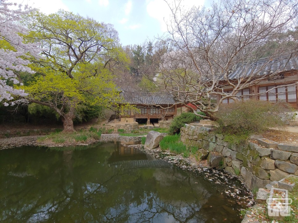 나만 알고 싶은 대전 벚꽃 나들이 명소 3곳 추천