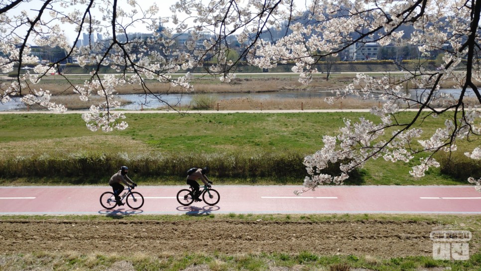 나만 알고 싶은 대전 벚꽃 나들이 명소 3곳 추천