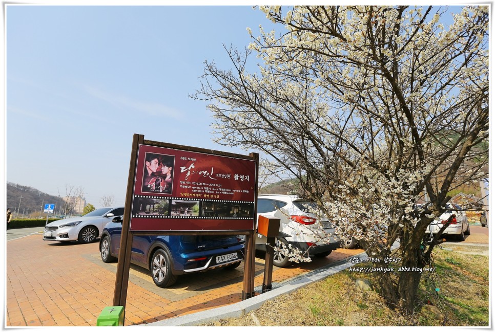 봄 대구여행지 갈만한곳 매화명소 남평문씨본리세거지