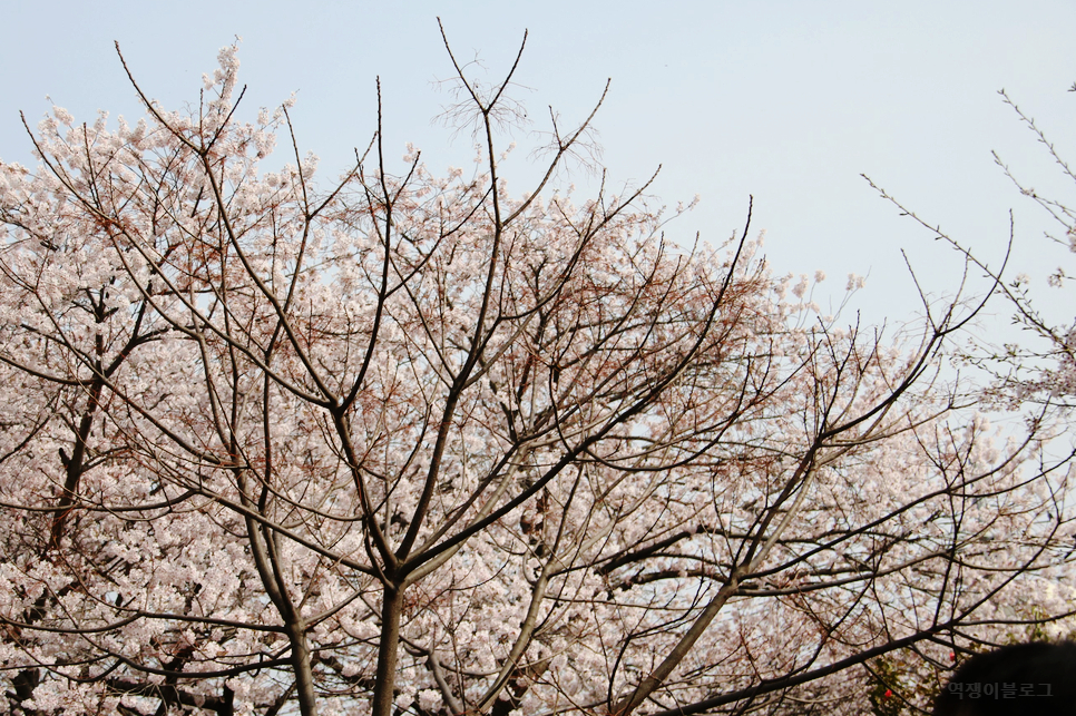 2023 진해군항제 국내 봄 여행지 진해 벚꽃축제 여좌천 로망스다리