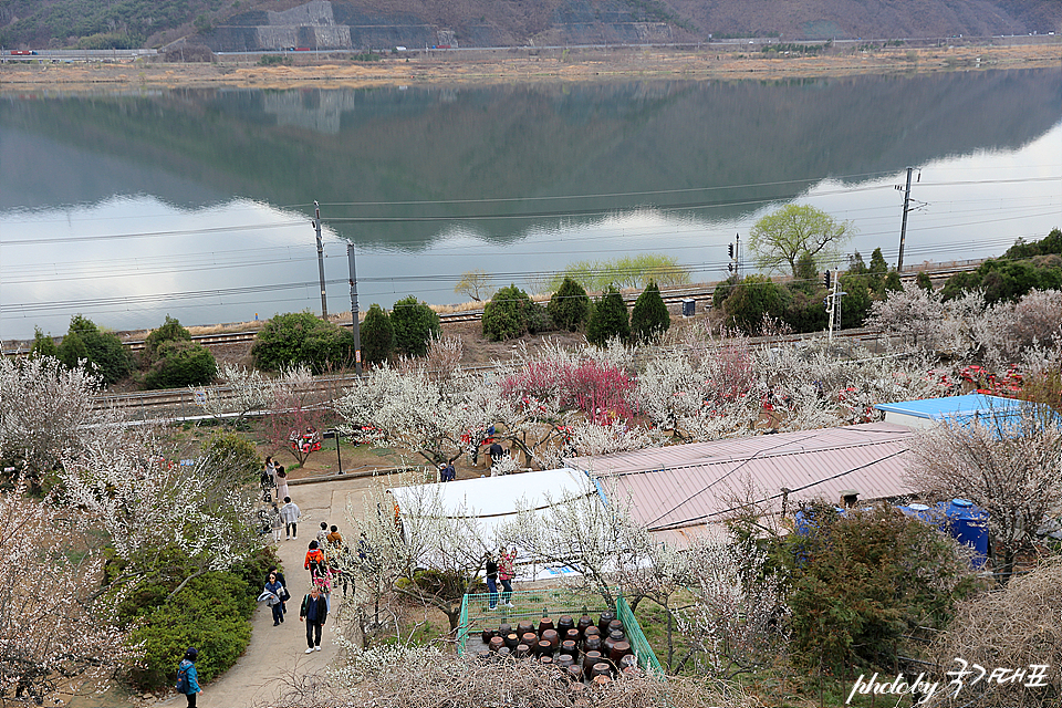 원동매화축제 양산 순매원 데이트코스 양산 여행 매화명소 주차