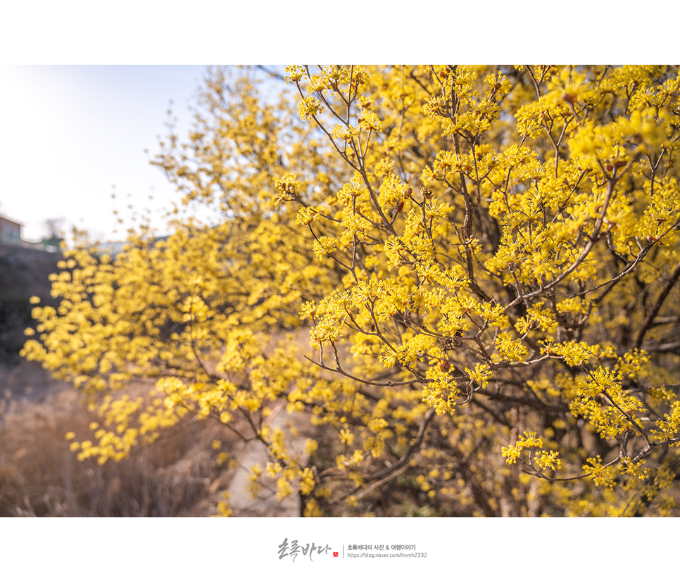 구례 여행 구례 산수유축제 산수유마을