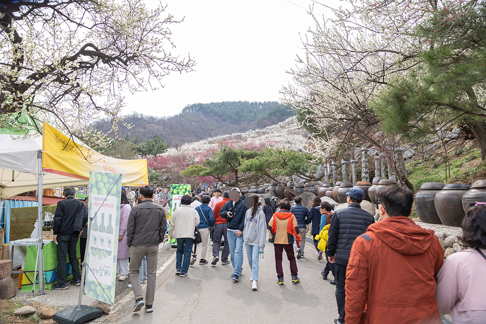 광양 여행 매화마을 광양 매화꽃축제 기간 주차장 먹거리 3.17