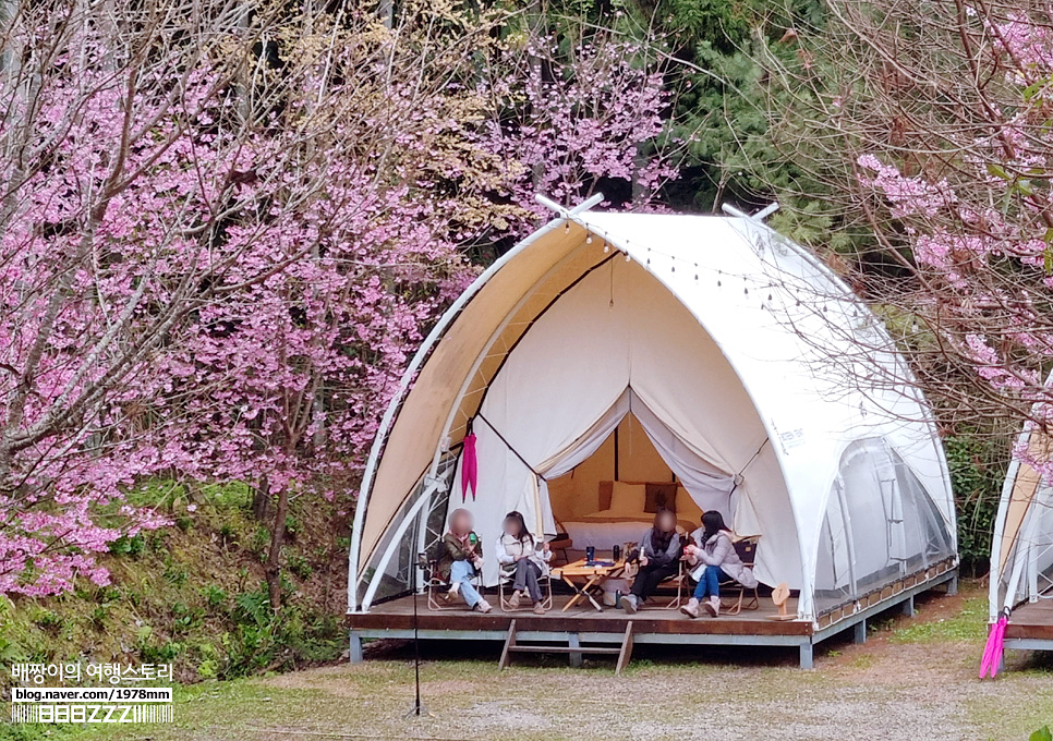 대만여행 신주 벚꽃 캠핑장 타이베이 근교 우라오 글램핑 체험 추천