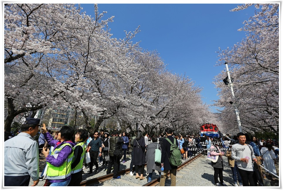국내 벚꽃명소 진해 가볼만한곳 2023 진해 군항제 벚꽃축제