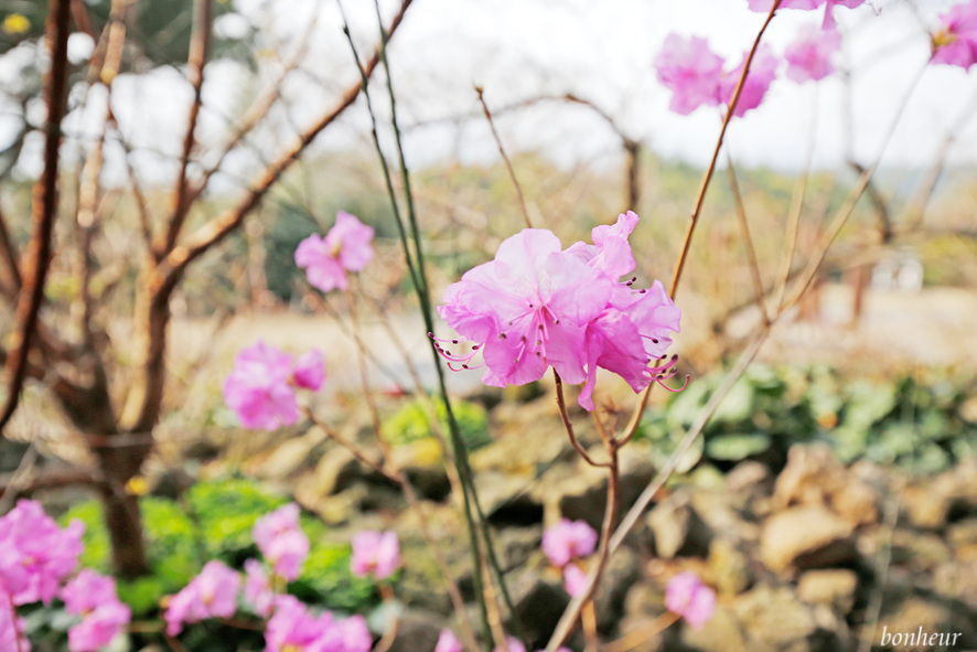 3월 제주도여행 휴애리 자연생활공원 유채꽃밭 명소