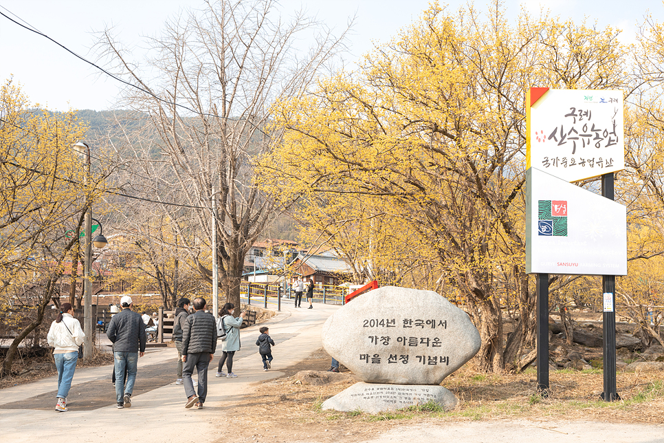 구례 산수유 축제 마을 구례 가볼만한곳 여행 먹거리 주차장 3.17