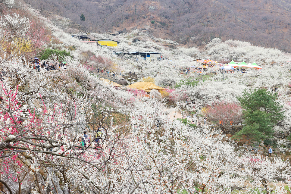 광양 매화마을 가볼만한곳 광양매화 축제 매화꽃구경 다녀왔어요