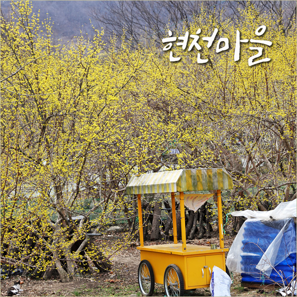 구례 여행 현천마을 산수유 봄꽃구경 전남 드라이브 코스