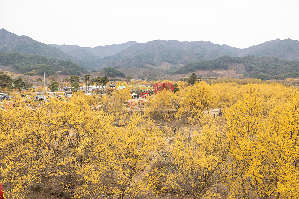 구례 산수유 축제 마을 구례 가볼만한곳 여행 먹거리 주차장 3.17