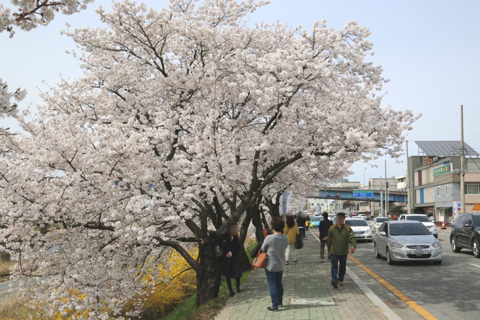 청주 가볼만한곳 무심천 벚꽃 포함 4월 여행 코스 5곳