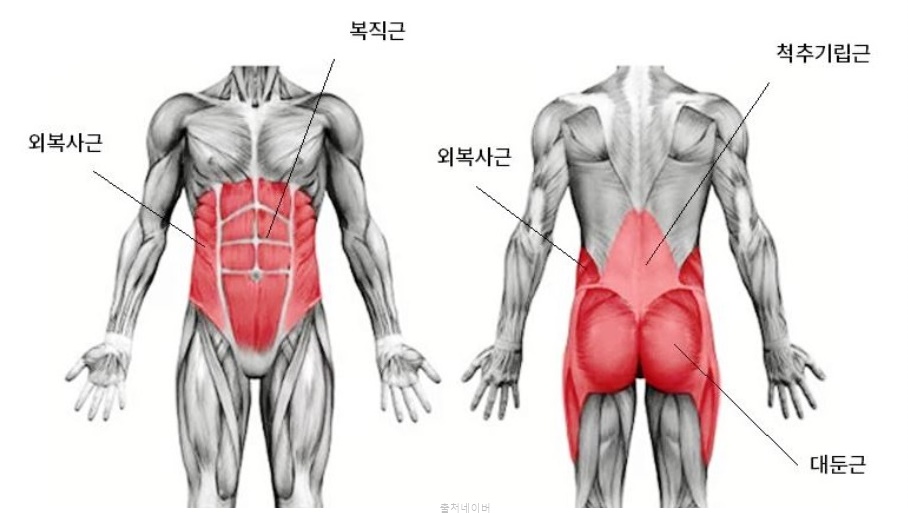 코어운동 플랭크 자세 효과 체지방 빼는 법 여자뱃살빼는운동