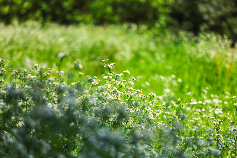 캐논 EOS R6 Mark2 풀프레임 미러리스 카메라, RF100mm F2.8 L MACRO IS USM