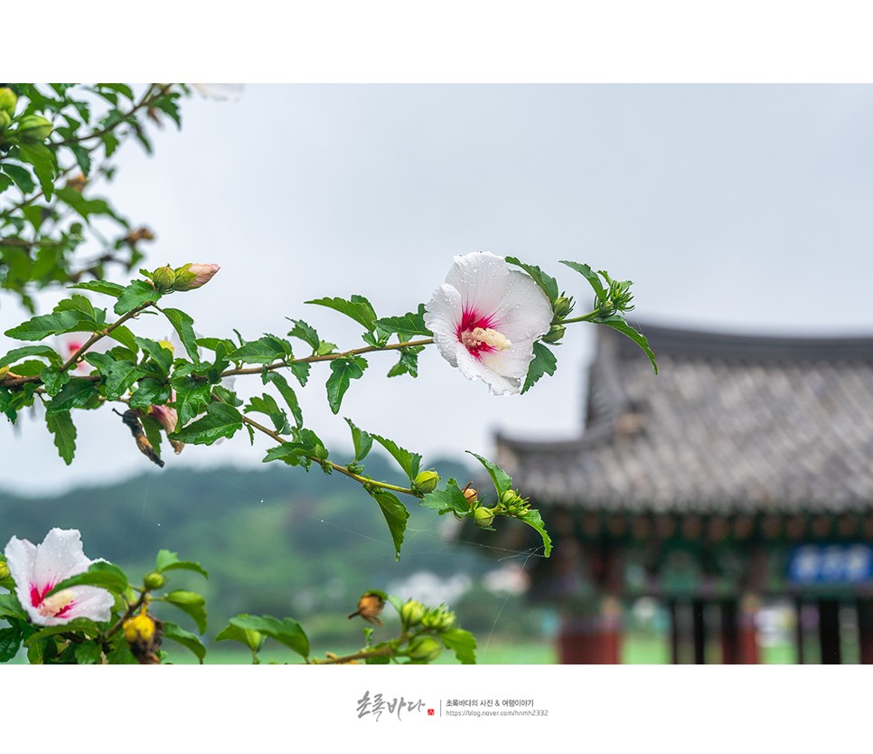 경상도 여행지 추천 청도 여행 유등지 연꽃 군자정 청도 드라이브