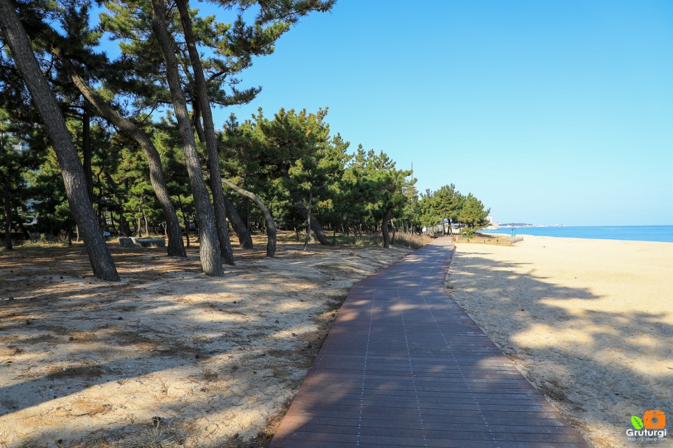 강릉 경포해변 경포해수욕장 강문해변 강릉 특산물 커피콩빵 강릉빵집