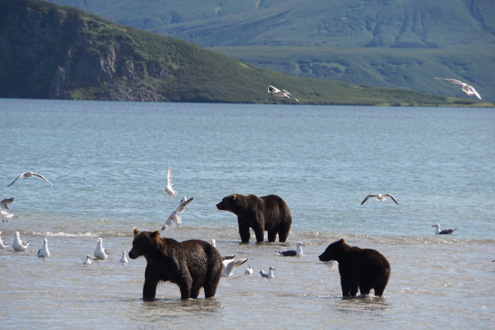 러시아 여행 캄차카 반도 화산 쿠릴 호수의 불곰 해외여행지
