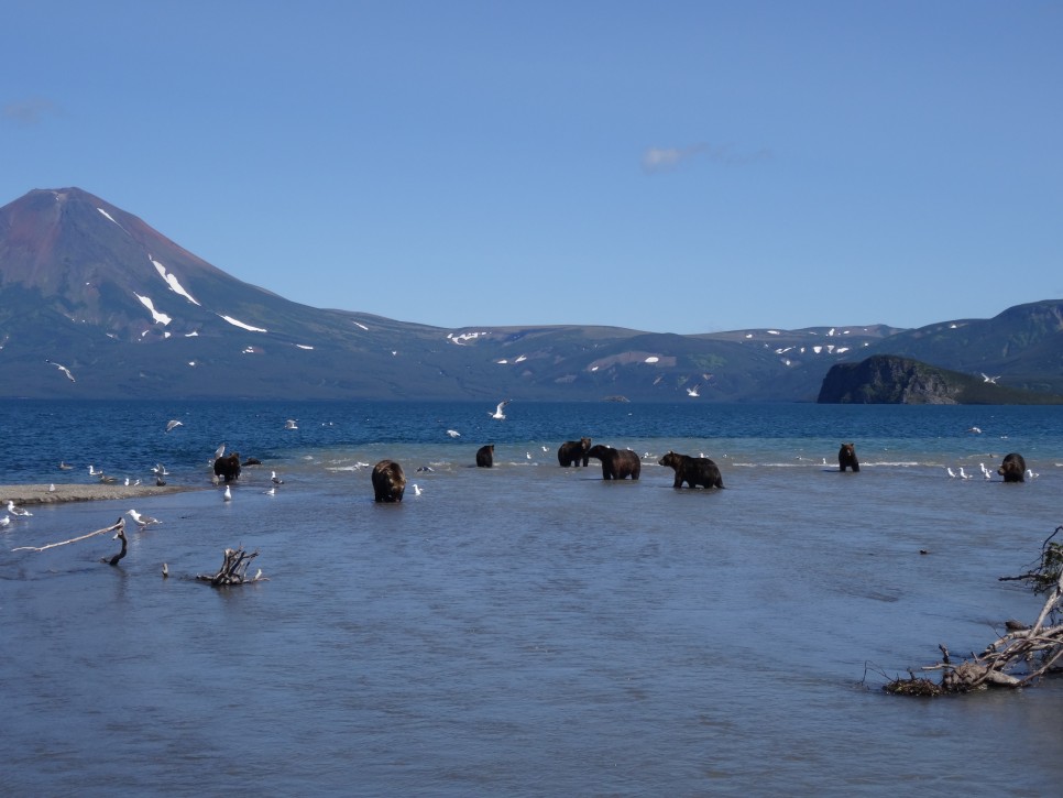 러시아 여행 캄차카 반도 화산 쿠릴 호수의 불곰 해외여행지