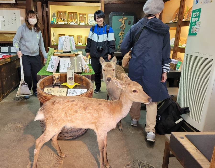 일본 여행 준비물 해외 여행자보험 가입 가격 확인하기