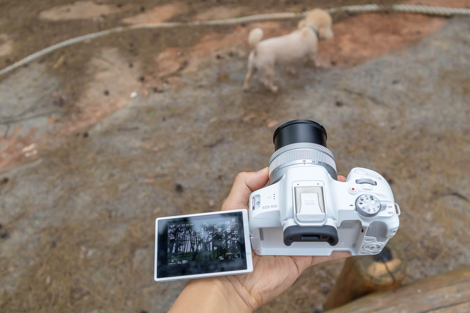 브이로그 카메라  캐논 EOS R50 반려견 산책 영상 카메라 추천