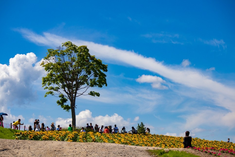 일본 홋카이도 삿포로 여행 후라노 비에이 투어 팜도미타 사계채의 언덕 청의호수 라벤더