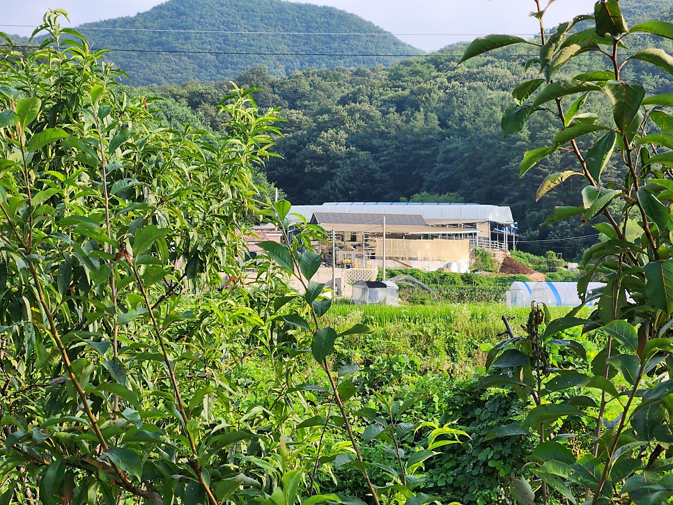 용인에 있는 수영장 글램핑과 자동차 카페