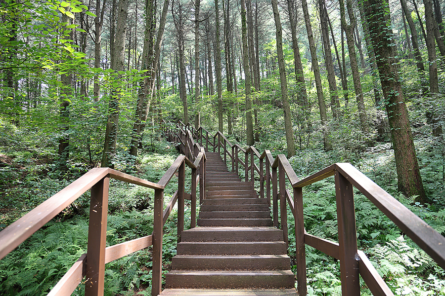 경기도 가평 잣향기 푸른숲 잣나무숲 숲캉스 숲체험 가평 먹거리