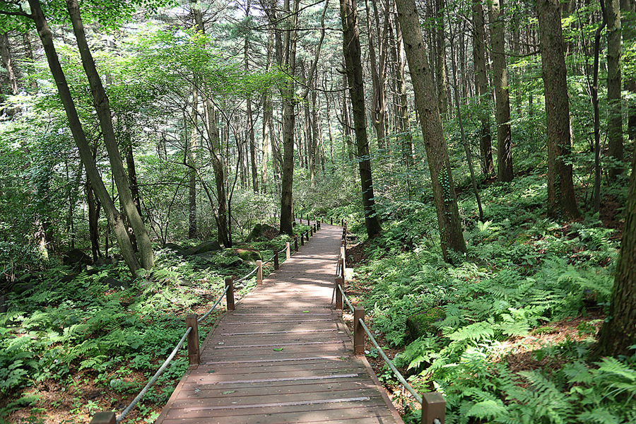 경기도 가평 잣향기 푸른숲 잣나무숲 숲캉스 숲체험 가평 먹거리