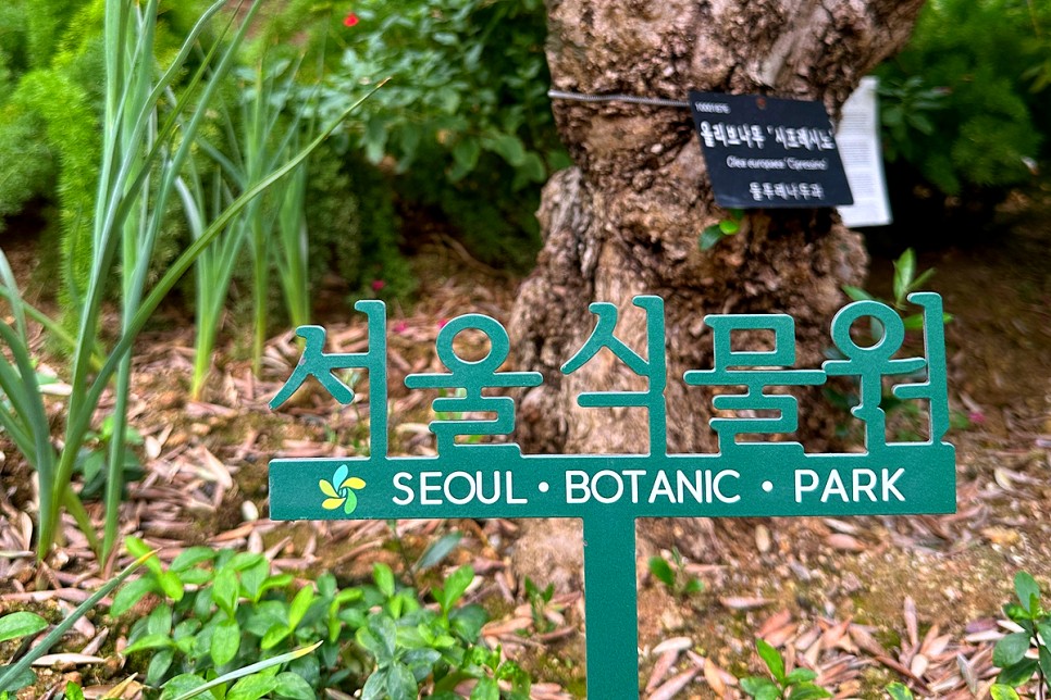 혼자 서울여행 나들이 명소 서울 놀곳 꽃구경 식물 체험 서울식물원