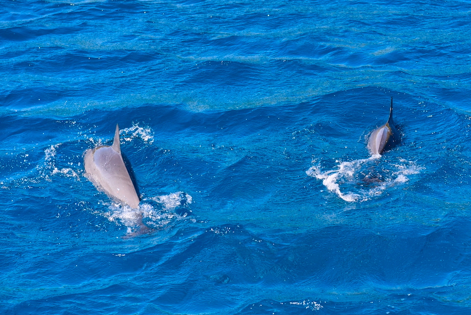 괌 돌핀크루즈 후기 야생 돌고래를 만나고싶다면 예약 괌플레이