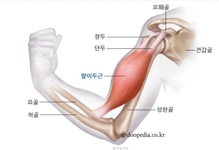 남자 여자 헬스 팔운동 이두 운동 루틴 덤벨컬 해머컬 바벨컬 암컬