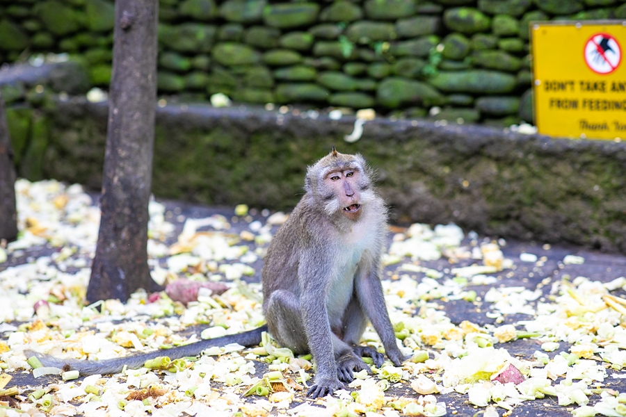 발리 우붓 여행 가볼만한곳 몽키포레스트 원숭이 재미난 표정 모음