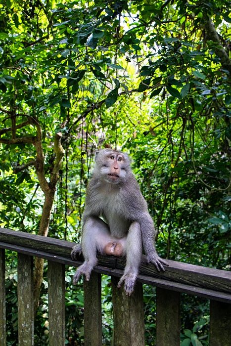 발리 우붓 여행 가볼만한곳 몽키포레스트 원숭이 재미난 표정 모음