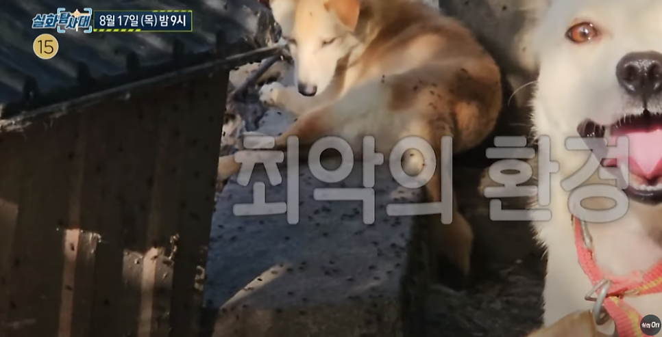 실화탐사대 229회 그라비아 모델 강인경 소속사 성폭행 성추행 의혹 대표 김상민 다빈 유민 장주 우요 사라 70마리 개들과 할머니 정보