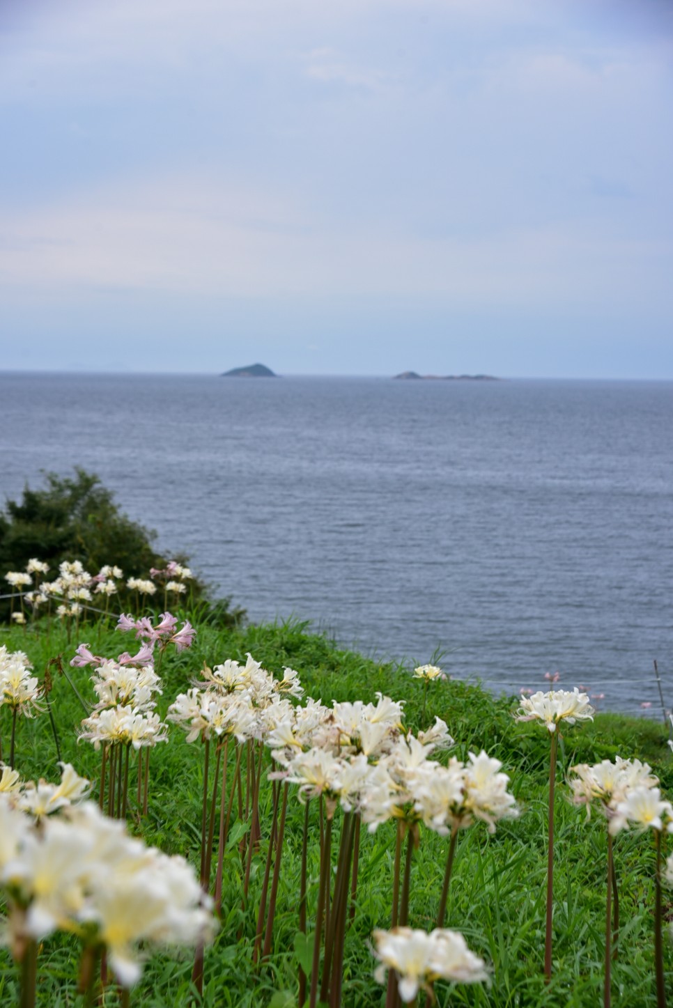 8월 가볼만한곳 꽃구경 부안 변산 마실길 상사화 만개