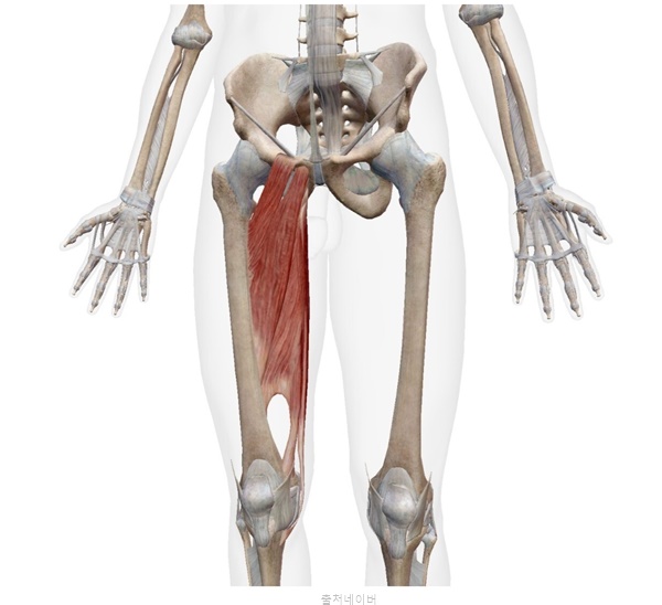 여자 골반 허리 통증 운동 고관절 장요근 허벅지 내전근 스트레칭 나비자세 홈트
