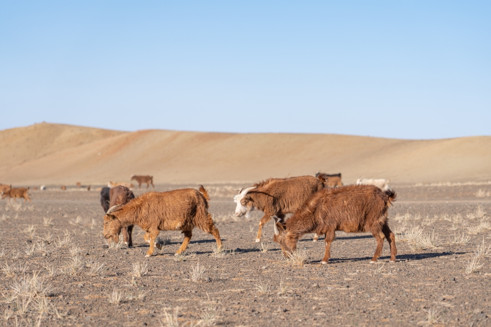 몽골 자유여행 고비사막 코스 : 몽골여행 일정 총정리