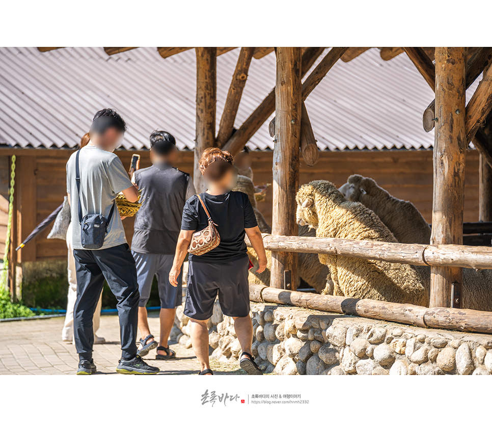 강원도 평창 가볼만한곳 평창 대관령 양떼목장