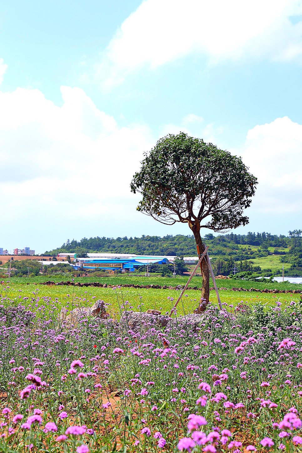 제주도 카페 제주 서쪽 핫플 예쁜 카페 제주 디저트 오기방