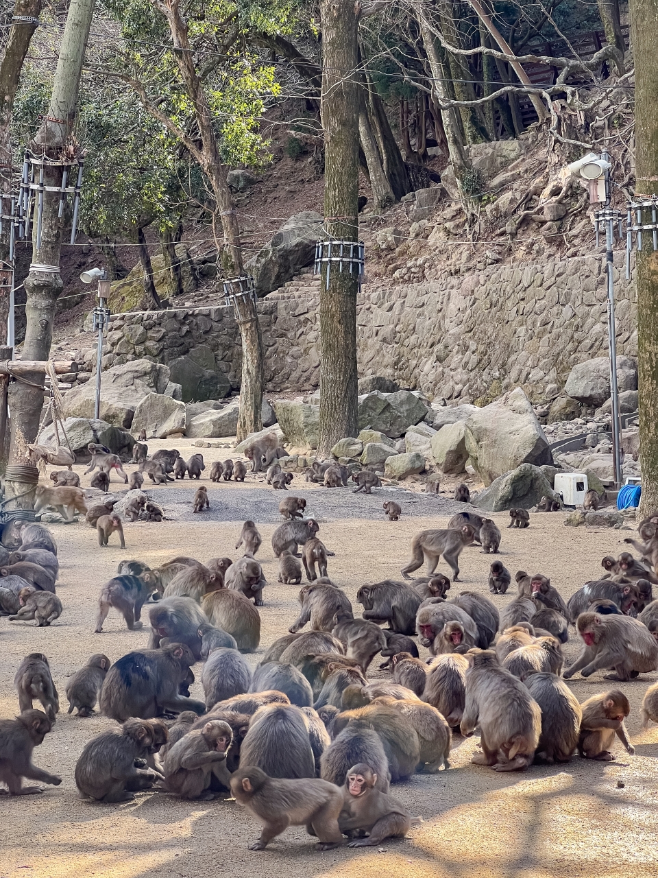 일본여행추천 벳푸 우미타마고 원숭이산 : 일본 가볼만한곳