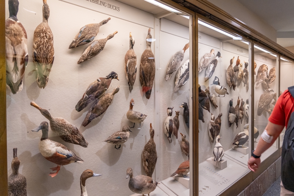 뉴욕 가볼만한곳 자연사박물관 도슨트 투어 : 뉴욕 여행