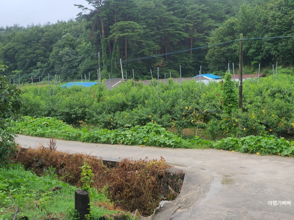 강릉 복사꽃마을 복숭아 따기 농장체험 수확시기라 실했다