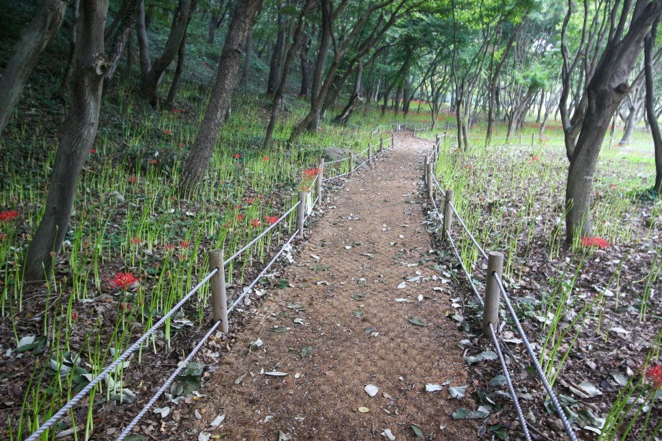 영광 불갑사상사화축제 기본정보 불갑사 꽃무릇 개화시기