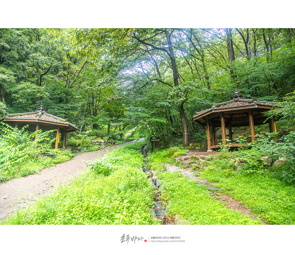 국내 조용한 여행지 장성 가볼만한곳 장성 축령산 편백치유의숲