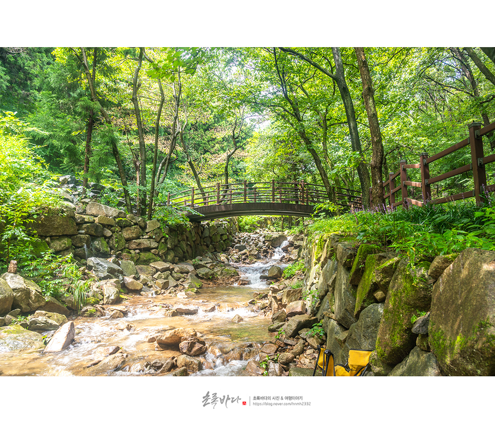 국내 조용한 여행지 장성 가볼만한곳 장성 축령산 편백치유의숲