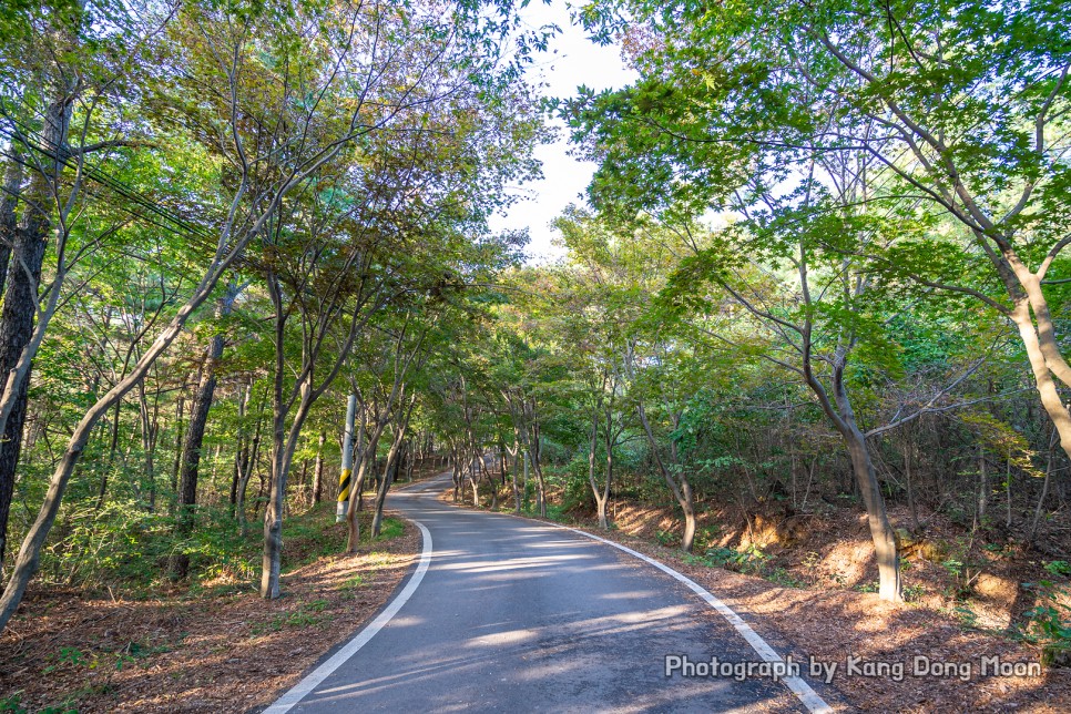 국내 힐링 여행 한국 커플 여행지 국내 관광지 충남 부여 가볼만한곳 성흥산성 사랑나무