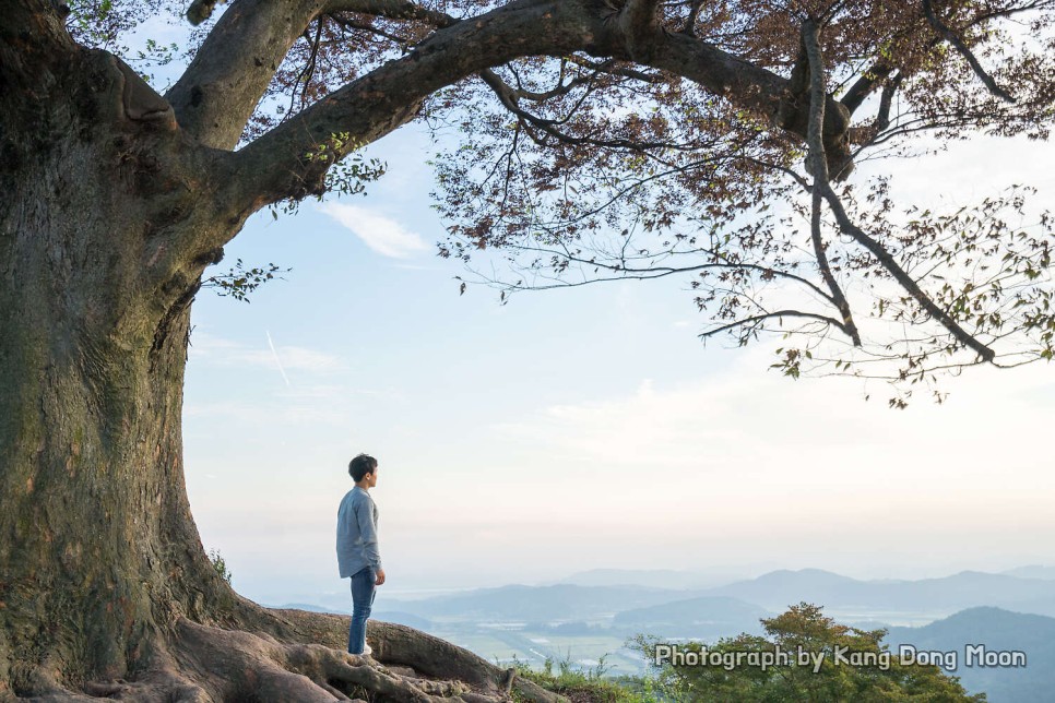 국내 힐링 여행 한국 커플 여행지 국내 관광지 충남 부여 가볼만한곳 성흥산성 사랑나무