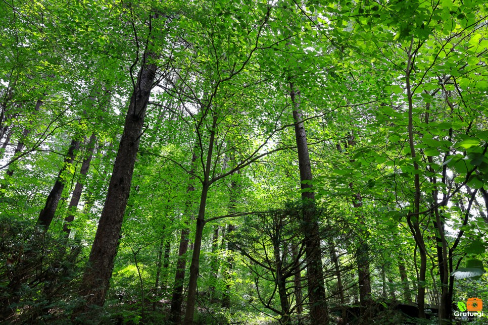 양평 갈만한곳 경기도 걷기좋은길 양평 서후리숲 숲체험