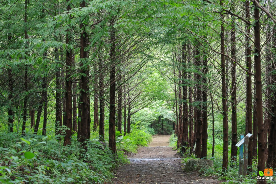 양평 갈만한곳 경기도 걷기좋은길 양평 서후리숲 숲체험