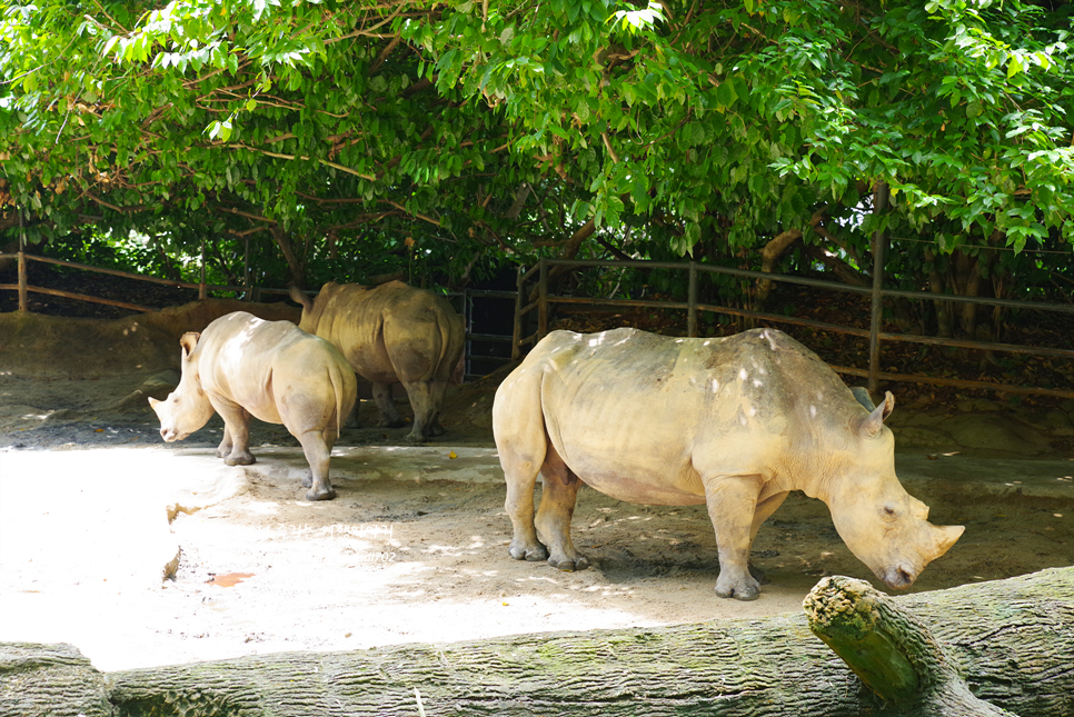싱가포르 자유여행 아이와 가볼만한곳 싱가포르 동물원